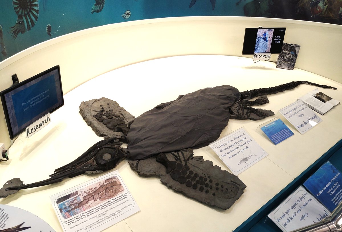 CharmouthHCC (@charmouthhcc) on Twitter photo Something a bit different this #FossilFriday if you've ever wanted an look close up at an ichthyosaur skull! You might remember one of the skulls on display was scanned recently by <a href="/ThinkSee3D/">ThinkSee3D</a>, and now the 3D model is live for you to see from every angle! Something a bit different this #FossilFriday if you've ever wanted an look close up at an ichthyosaur skull! You might remember one of the skulls on display was scanned recently by <a href="/ThinkSee3D/">ThinkSee3D</a>, and now the 3D model is live for you to see from every angle!
