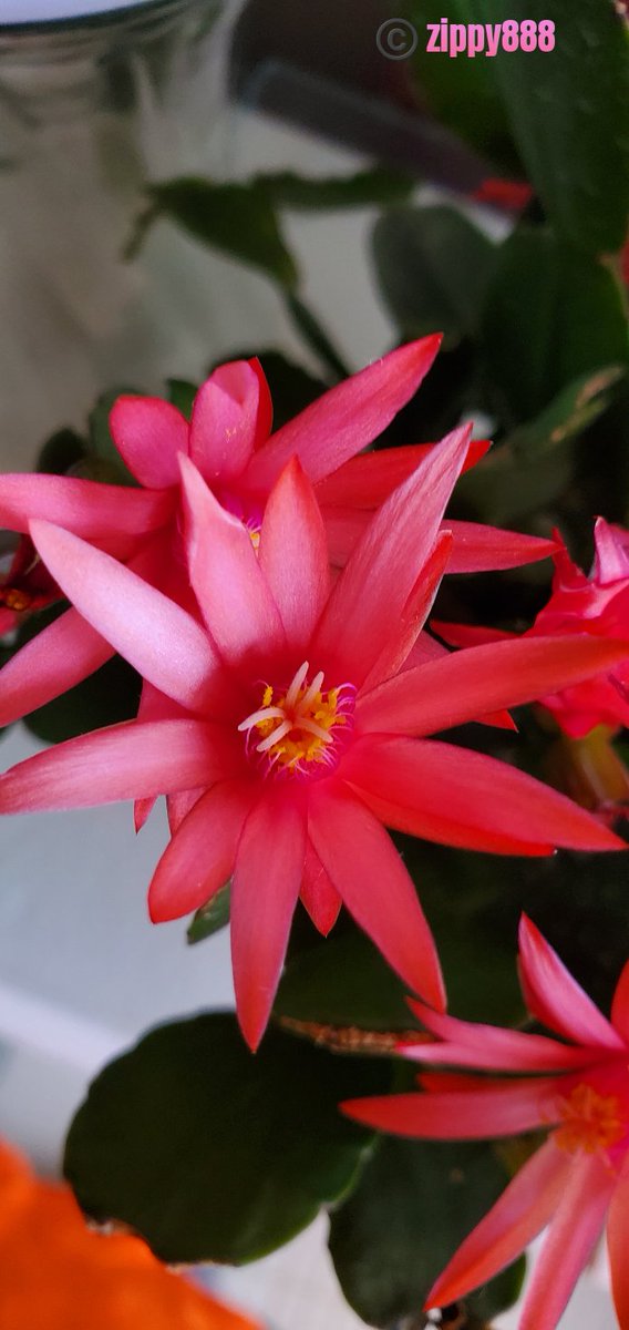 zzippy888's tweet photo. Happy FriYAY!💕
NEW BLOOM! #zygocactus #Eastercactus #flower #photography  #myplant 🥰😊😍 https://t.co/jn1Lu4VEmt
