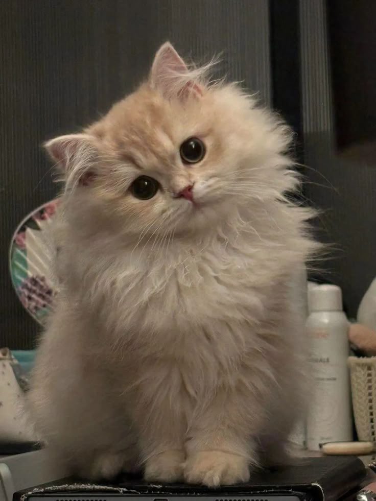 besttuesdaeever's tweet photo. meow meow 🐾🐱💘 https://t.co/caRWjmRyN7