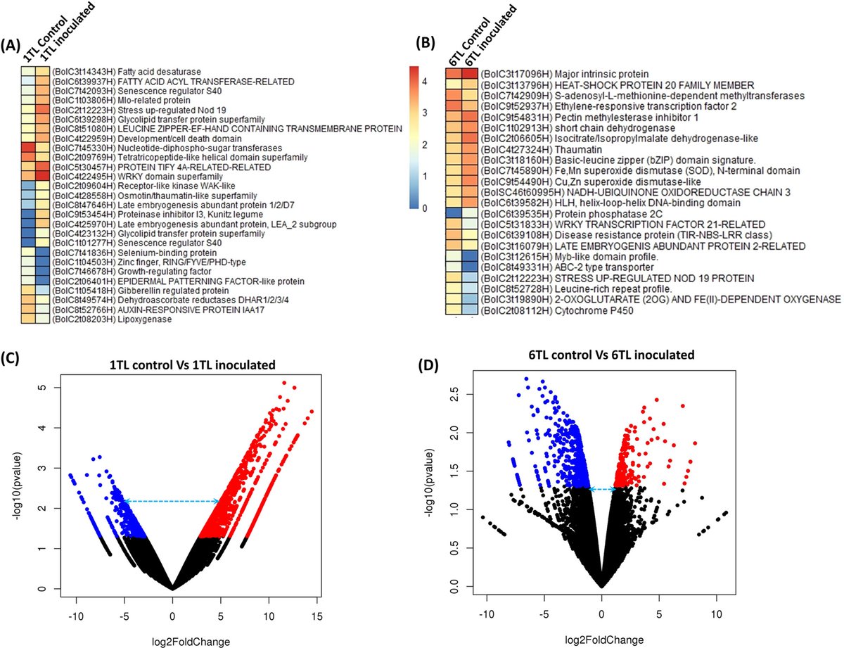 Delighted to share our recent article in Physiologia Plantarum (IF: 5.4). Titled "Leaf epicuticular wax and hormone-mediated resistance to Alternaria brassicicola in broccoli"
  Enjoy the reading at: onlinelibrary.wiley.com/doi/full/10.11…