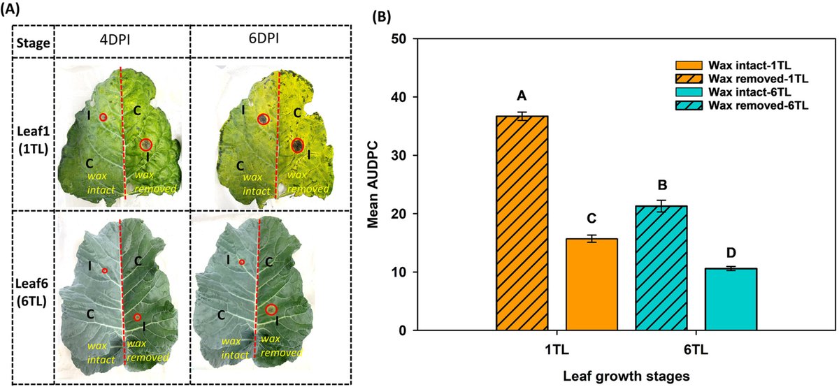 Gangurde_SS's tweet photo. Delighted to share our recent article in Physiologia Plantarum (IF: 5.4). Titled "Leaf epicuticular wax and hormone-mediated resistance to Alternaria brassicicola in broccoli"
  Enjoy the reading at: https://t.co/bQ6bQvNwQ2 https://t.co/BuFp1981M9