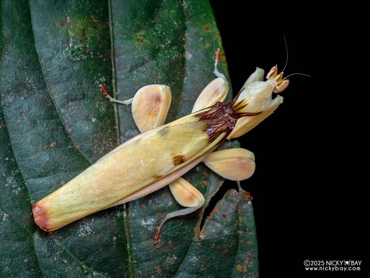 Nicky Bay tweet media