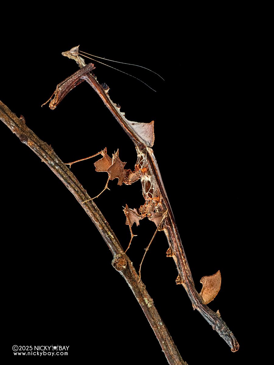 Nicky Bay tweet media