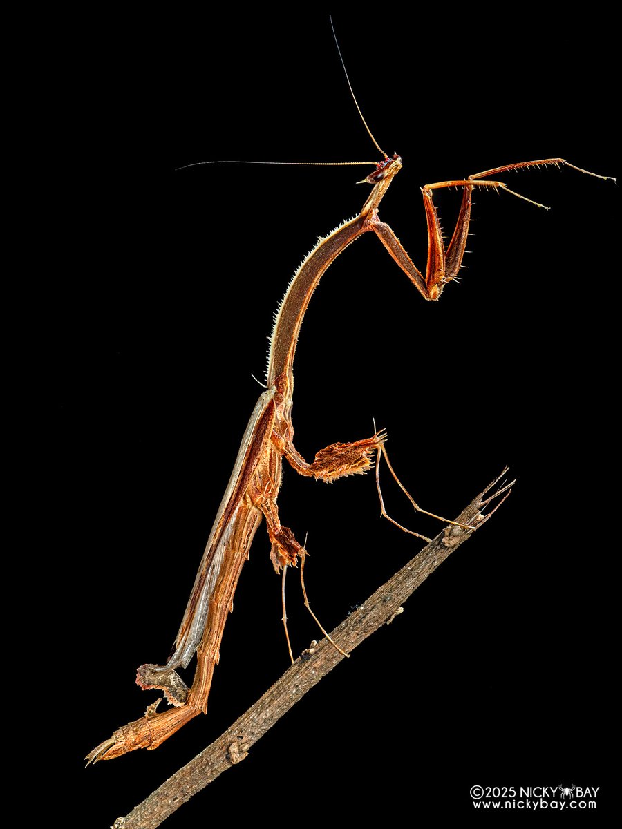 Nicky Bay tweet media