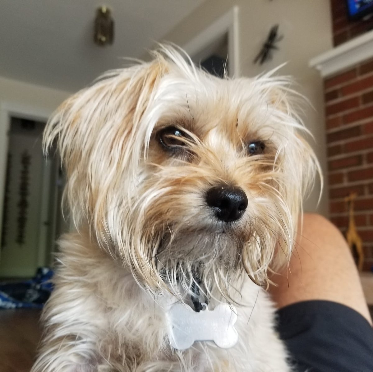 basil_halifax's tweet photo. It’s National Pet Day! 🐾 Today, we're shining a spotlight on all the adorable pets that have visited our office! 🐶🐱 https://t.co/XQeqojzYhB