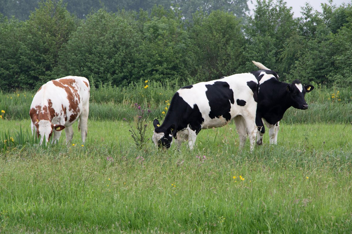 Nieuwe ronde Agrarisch Natuurlijk open; schrijf je in! Er is nog plek voor 400 melkveehouders. Schrijf je voor 2 mei in!
Meer informatie is te vinden op: agrarischnatuurlijk.nl, inschrijven kan daar ook.
#AgrarischNatuurlijk #Melkveehouderij <a href="/ZuivelNL/">ZuivelNL</a>