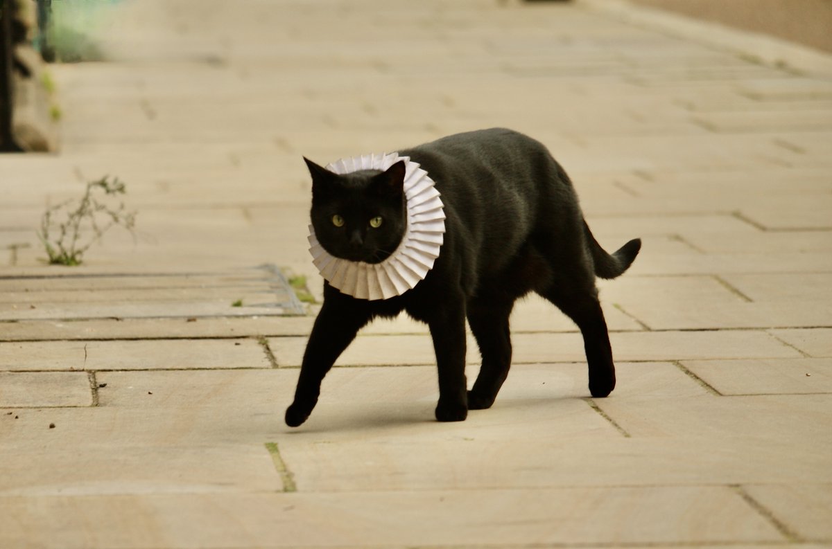 lincolnsinn's tweet photo. 🐾 Happy National Pet Day! 🐾 Check out this special visitor from our 2022 Open House Festival. ❤️🐱 Join us for Open House Festival 2025 on 13 September—save the date! #NationalPetDay #BlackCat #LincolnsInn #OpenHouse https://t.co/1S9xAOgIDz