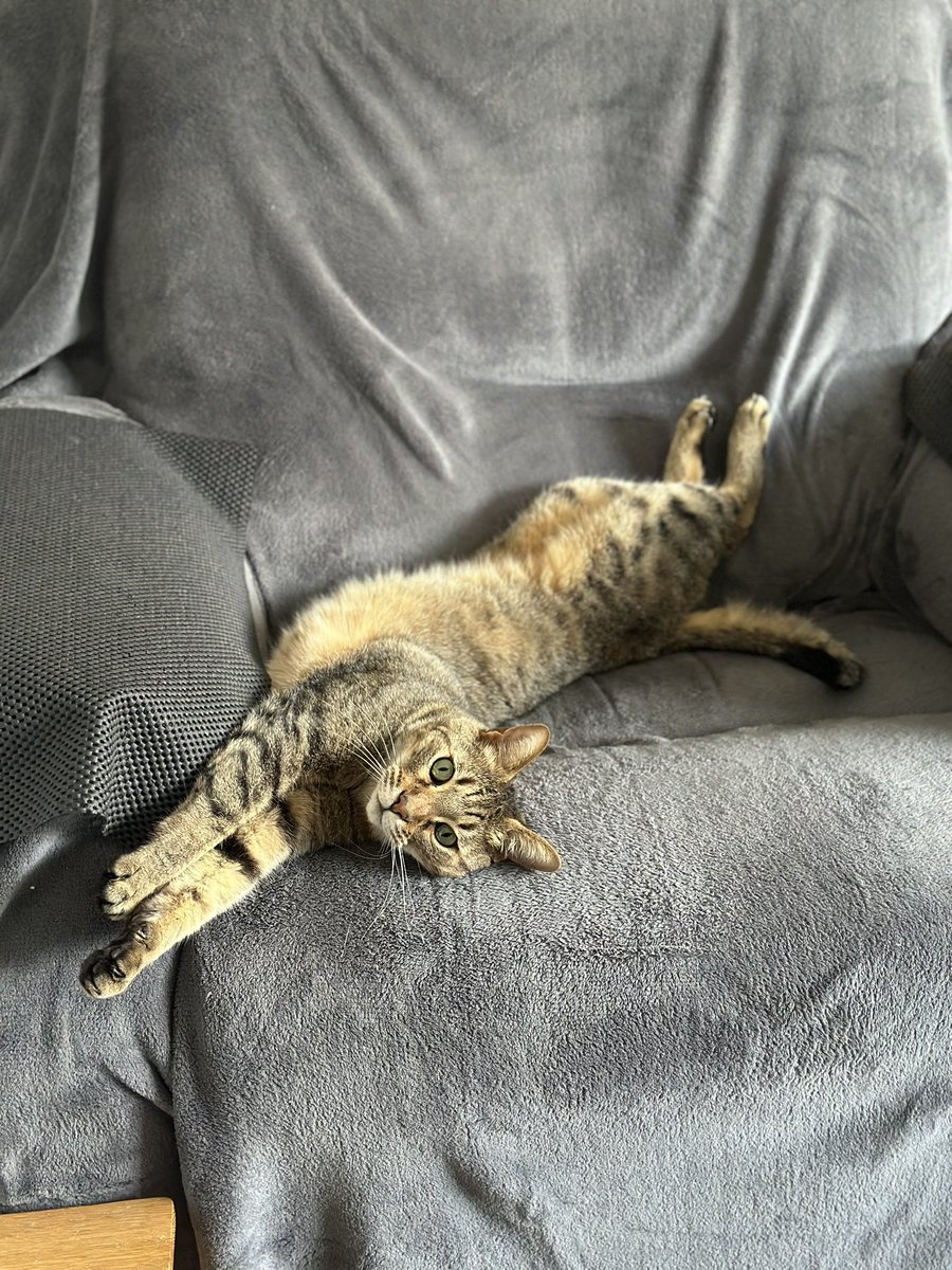 estherbcross's tweet photo. @SusanCalman Lovely Loki having a lounge around 😸 #CatOfTheDay https://t.co/8XBkv2fylA
