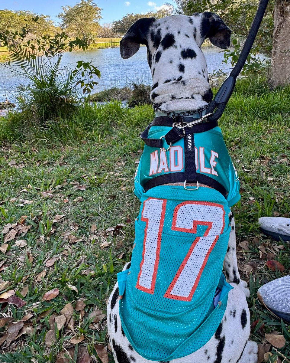 Miami Dolphins tweet media