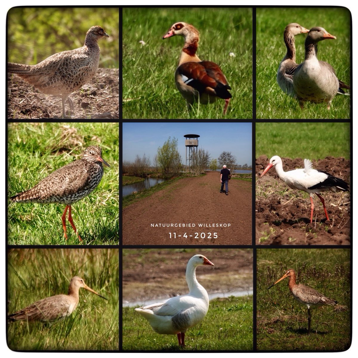 adriana57's tweet photo. Vanmiddag weer eens gewandeld in natuurgebied #Willeskop , een tijd afgesloten geweest door werkzaamheden. Heel erg kaal overal, maar de vogels waren er nog wel. #dichtindebuurt #camer_a_pril ⁦@jolandabrwr⁩  
Fijne avond👋📷🥾🌞 https://t.co/3tQ7DnzVVD