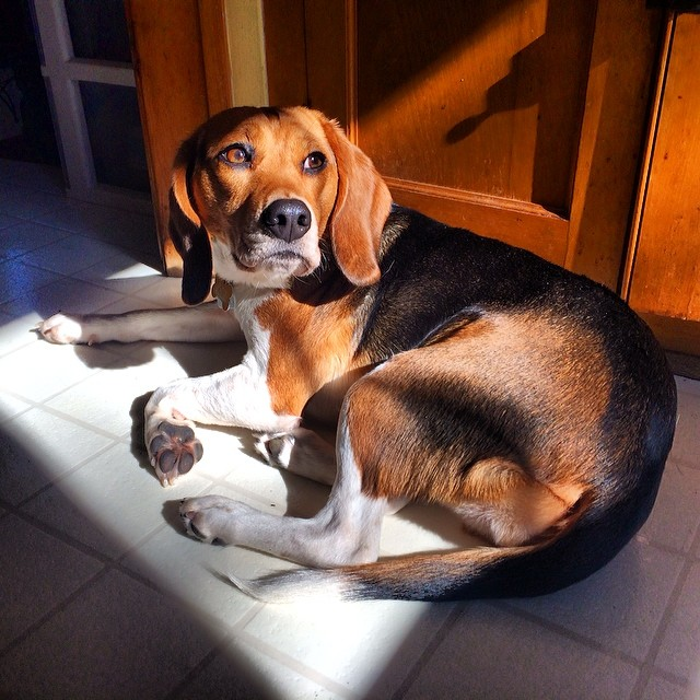 BeagleRescuers's tweet image. Dear X-family, PLEASE RT my story ❤️ My name is Sophie. I was born inside Marshall BioResources. They sold me to a lab. For four years, I lived in a cage, used in pharmaceutical experiments. I never knew sunlight. I never touched grass. I never had a name—just a number. They…