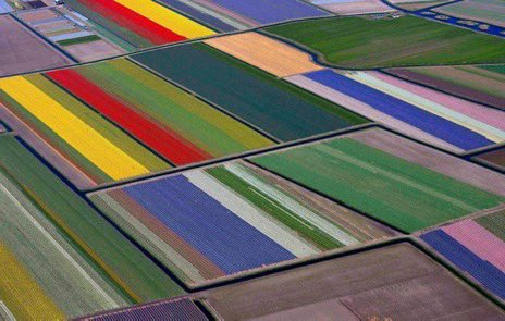 buitengebieden's tweet photo. Tulip fields in The Netherlands.. 🌷 https://t.co/32dHCkGZx1