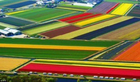 buitengebieden's tweet photo. Tulip fields in The Netherlands.. 🌷 https://t.co/32dHCkGZx1