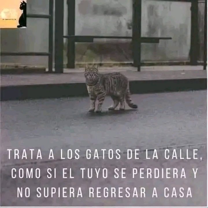 Tio Felino (Leo) tweet media