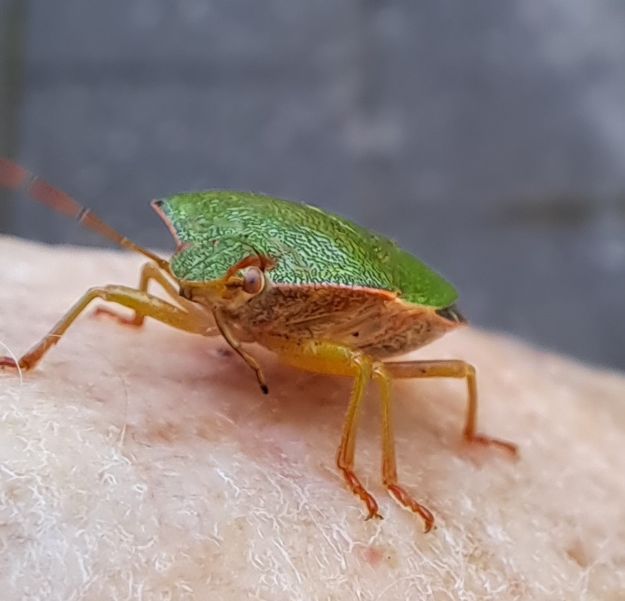 JiscaDijk's tweet photo. #GroeneStinkwants #Insect #kever #Palomenaprasina
#kleinetuin #beestjes.
Totaal onschuldig en nooit stank ontdekt bij dit leuke platte ding: kwam zelfs op mijn hand mee naar binnen😊
Nu weer buiten en hopelijk zorgend voor veel kleintjes https://t.co/xz3oKJwJ49