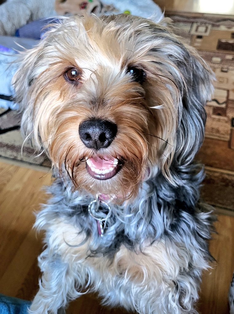 Happy #NationalPetDay 
Hoomum says I is so pretty 😍😍, 
she speaks da truth 😁