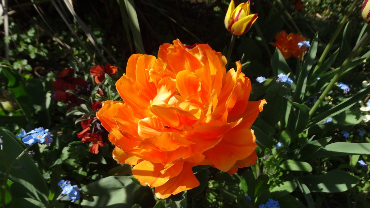 Another beautiful week of sunshine and our #gardens are a kaleidoscope of colour featuring #tulips, #daffodils and #magnolias (to name just a few). Pictured here is the stunning Tulip 'Orca' with its gorgeously deep orange colours. #gardens #Flowers #Oxfordshire