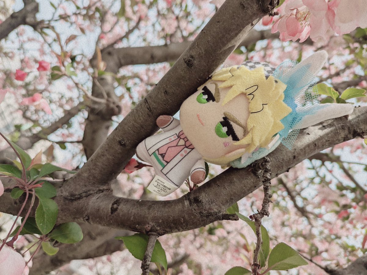 takami_don's tweet photo. 近況はシザチャン連れてお花見行ったり海行ったり https://t.co/yyHqLYj76q