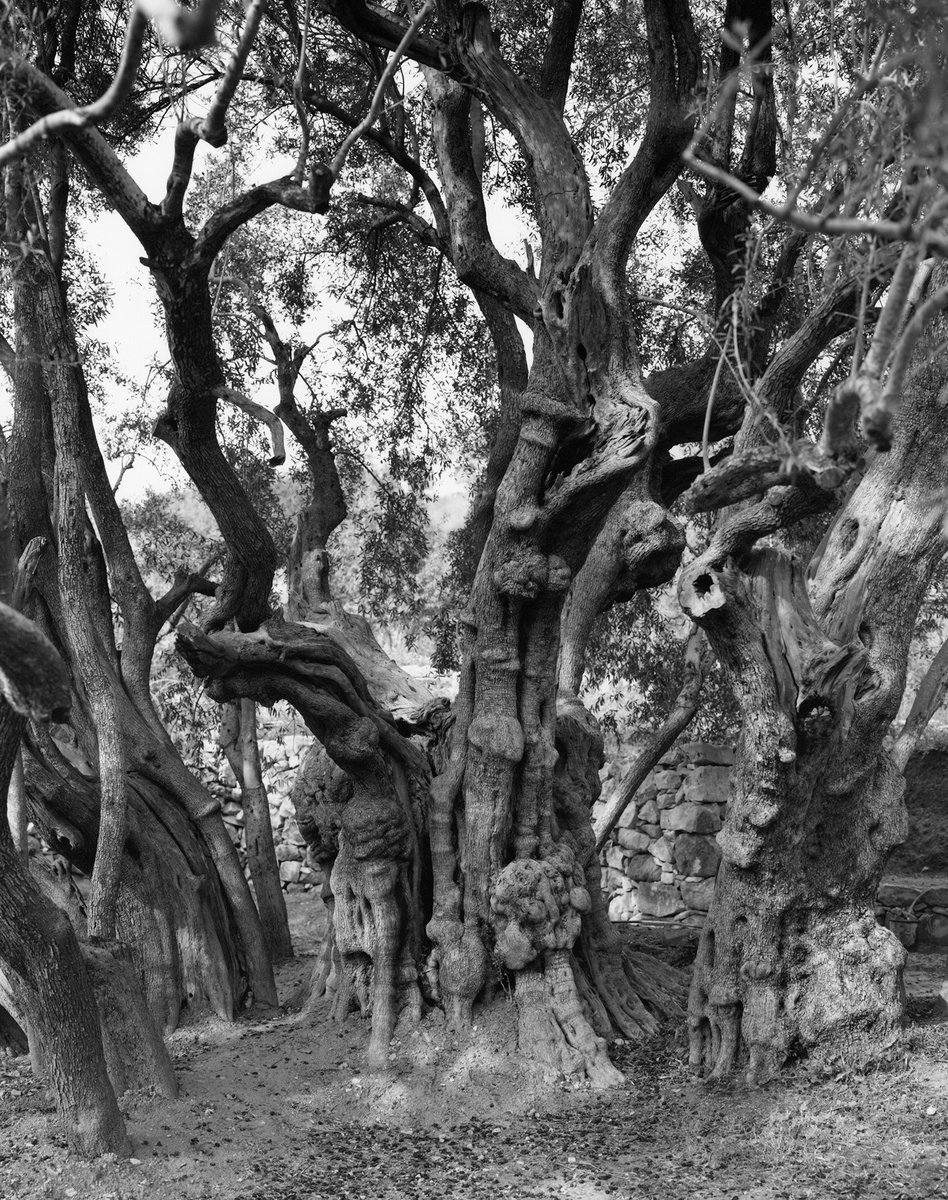 Cabinet magazine (@cabinetmagazine) on Twitter photo We published a new artist project today: “Anchor and Archive: The Uprooting of Palestinian Olive Trees”, a series of photographs taken by <a href="/AdamBroomberg/">Adam Broomberg</a> and Rafael Gonzalez in the West Bank, with an introduction by Irus Braverman.
cabinetmagazine.org/issues/69/broo… We published a new artist project today: “Anchor and Archive: The Uprooting of Palestinian Olive Trees”, a series of photographs taken by <a href="/AdamBroomberg/">Adam Broomberg</a> and Rafael Gonzalez in the West Bank, with an introduction by Irus Braverman.
cabinetmagazine.org/issues/69/broo…