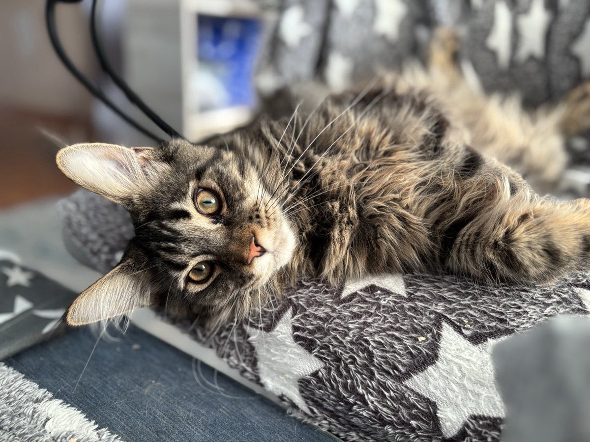 amatol.blog tweet media