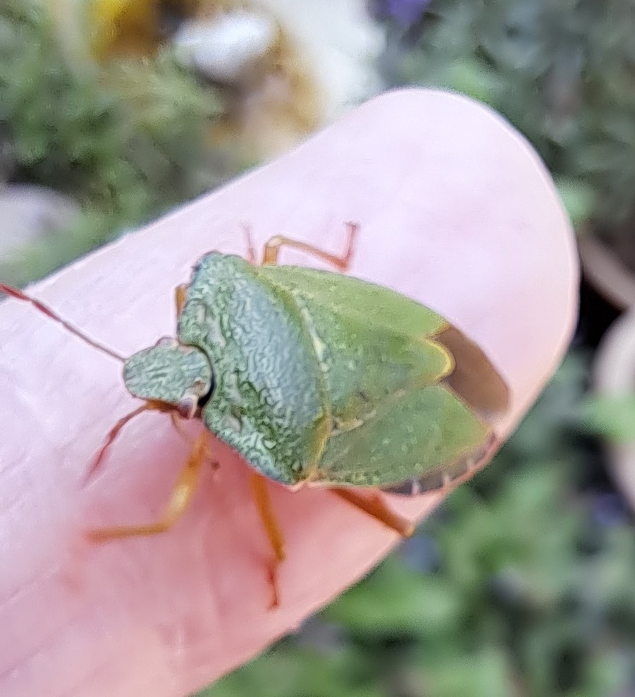 JiscaDijk's tweet photo. #GroeneStinkwants #Insect #kever #Palomenaprasina
#kleinetuin #beestjes.
Totaal onschuldig en nooit stank ontdekt bij dit leuke platte ding: kwam zelfs op mijn hand mee naar binnen😊
Nu weer buiten en hopelijk zorgend voor veel kleintjes https://t.co/xz3oKJwJ49