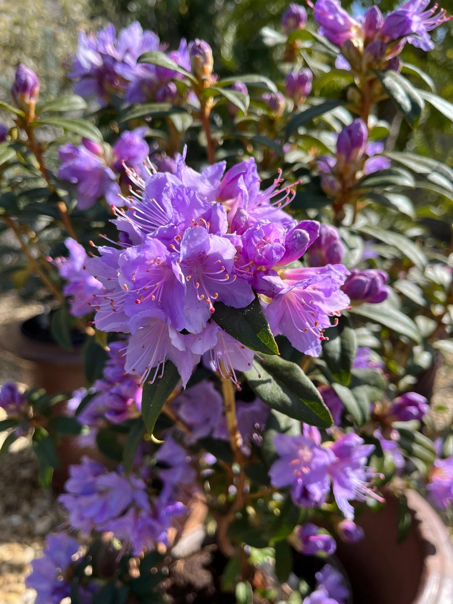 We even have some rather aptly named varieties of #tulips and #narcissi, including 'White Lion' (photo 1), 'Negrita Parrot' and a gorgeous #rhododendron named 'Blue Tit' (photo 2 - a personal favourite of #gardener Hilary at the Park). #gardens #flowers #Oxfordshire #Easter2025
