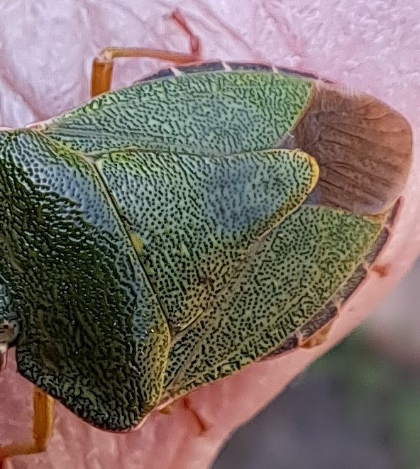 JiscaDijk's tweet photo. #GroeneStinkwants #Insect #kever #Palomenaprasina
#kleinetuin #beestjes.
Totaal onschuldig en nooit stank ontdekt bij dit leuke platte ding: kwam zelfs op mijn hand mee naar binnen😊
Nu weer buiten en hopelijk zorgend voor veel kleintjes https://t.co/xz3oKJwJ49