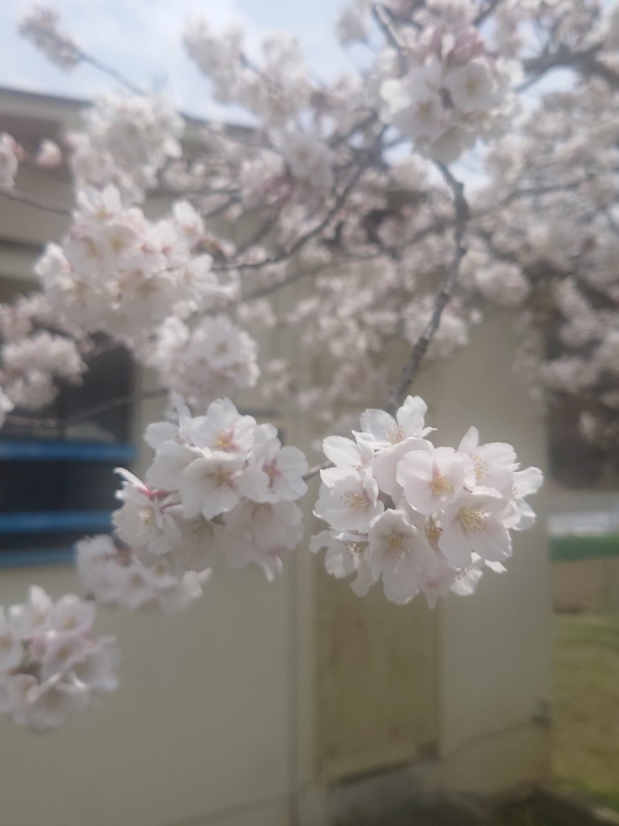 TI04130656's tweet photo. こんばんは🦌
やっと今年の🌸もほぼ満開になりました、松本です。
最近は、連日の夜間深夜搬送もあったり、日中もリクライニングとストレッチャーさんも出番が増えています💪
今週末と来週末はお花見外出の御依頼も複数頂いてます😄
で、一昨日最後のお客様降車後にパンクしました。ちっさい釘が… https://t.co/PNVGgUVccF