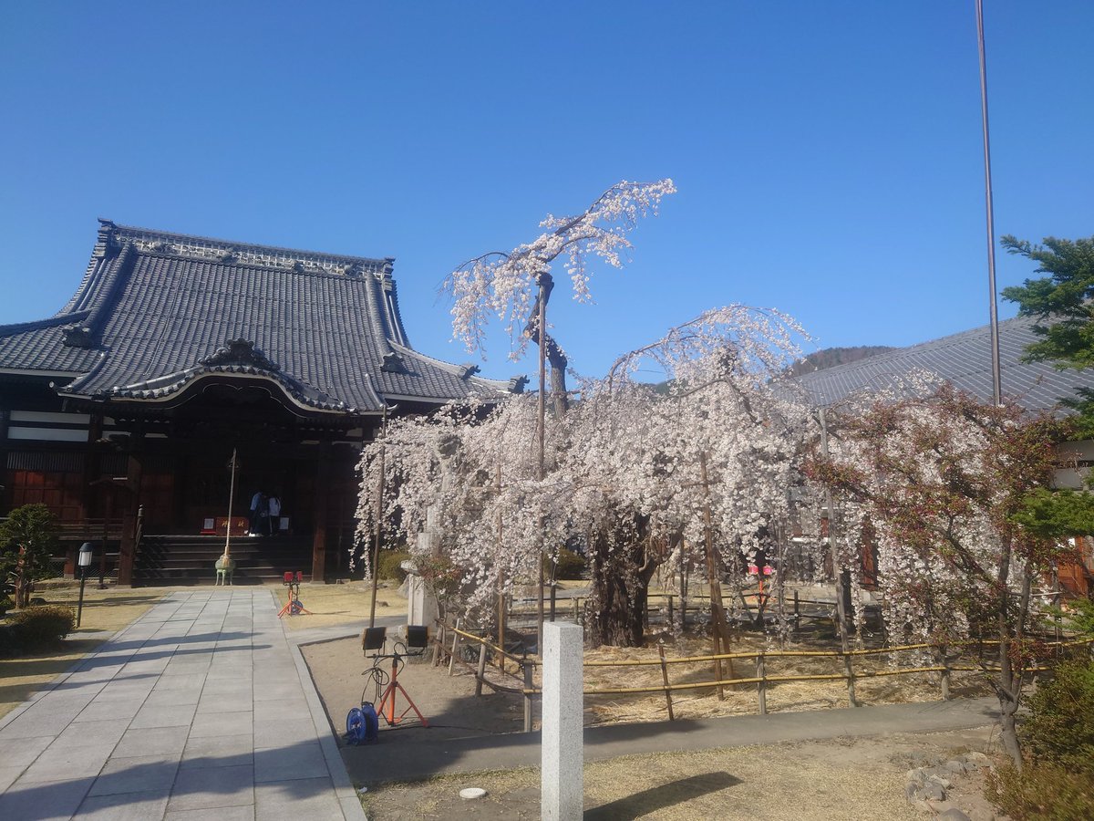 TI04130656's tweet photo. こんばんは🦌
やっと今年の🌸もほぼ満開になりました、松本です。
最近は、連日の夜間深夜搬送もあったり、日中もリクライニングとストレッチャーさんも出番が増えています💪
今週末と来週末はお花見外出の御依頼も複数頂いてます😄
で、一昨日最後のお客様降車後にパンクしました。ちっさい釘が… https://t.co/PNVGgUVccF