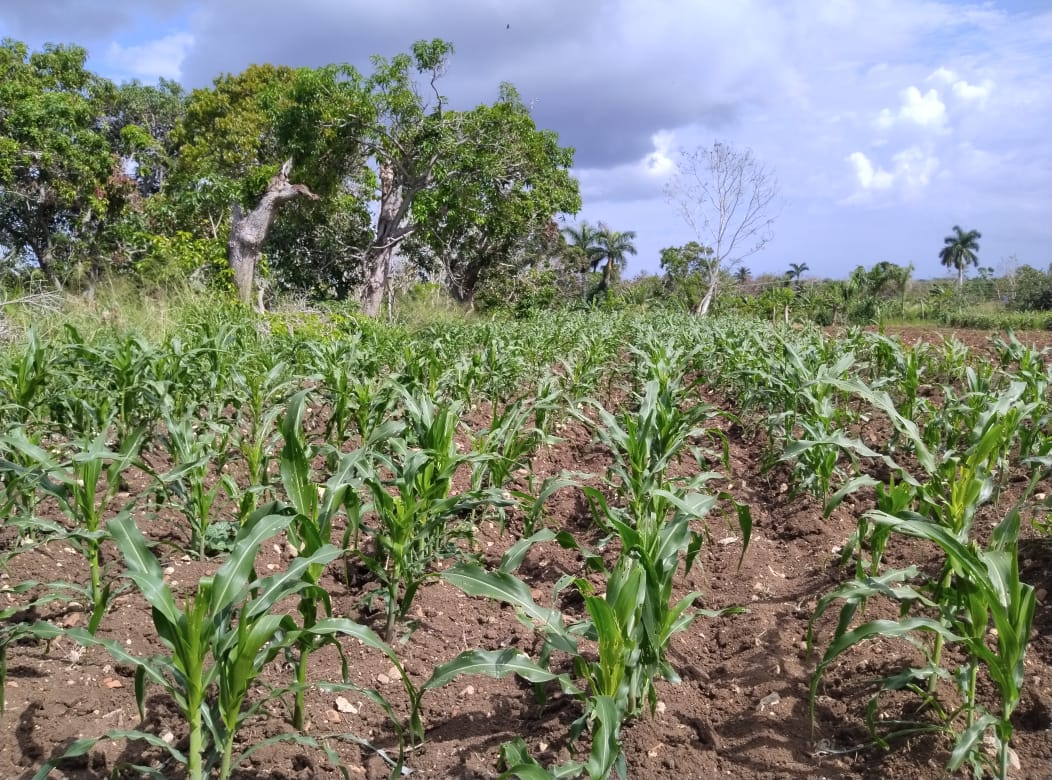 🌱 La #extensionista Raquel Pérez visitó la Finca La Encarnación en #Bauta, gestionada por Salvador Hernández. Juntos, buscarán mejorar la producción agrícola con buenas prácticas. ¡Esperamos grandes resultados para la comunidad! 🌾🌽🌻
