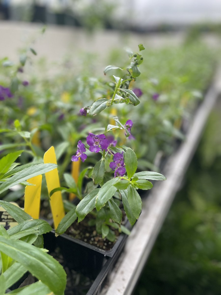 Apex FFA tweet media