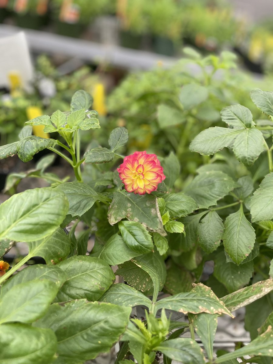 Apex FFA tweet media