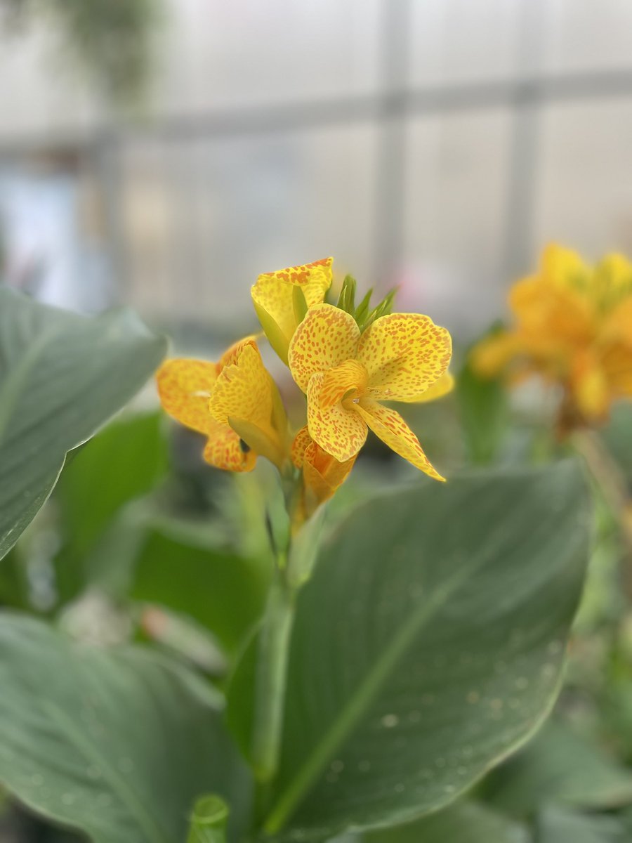 Apex FFA tweet media