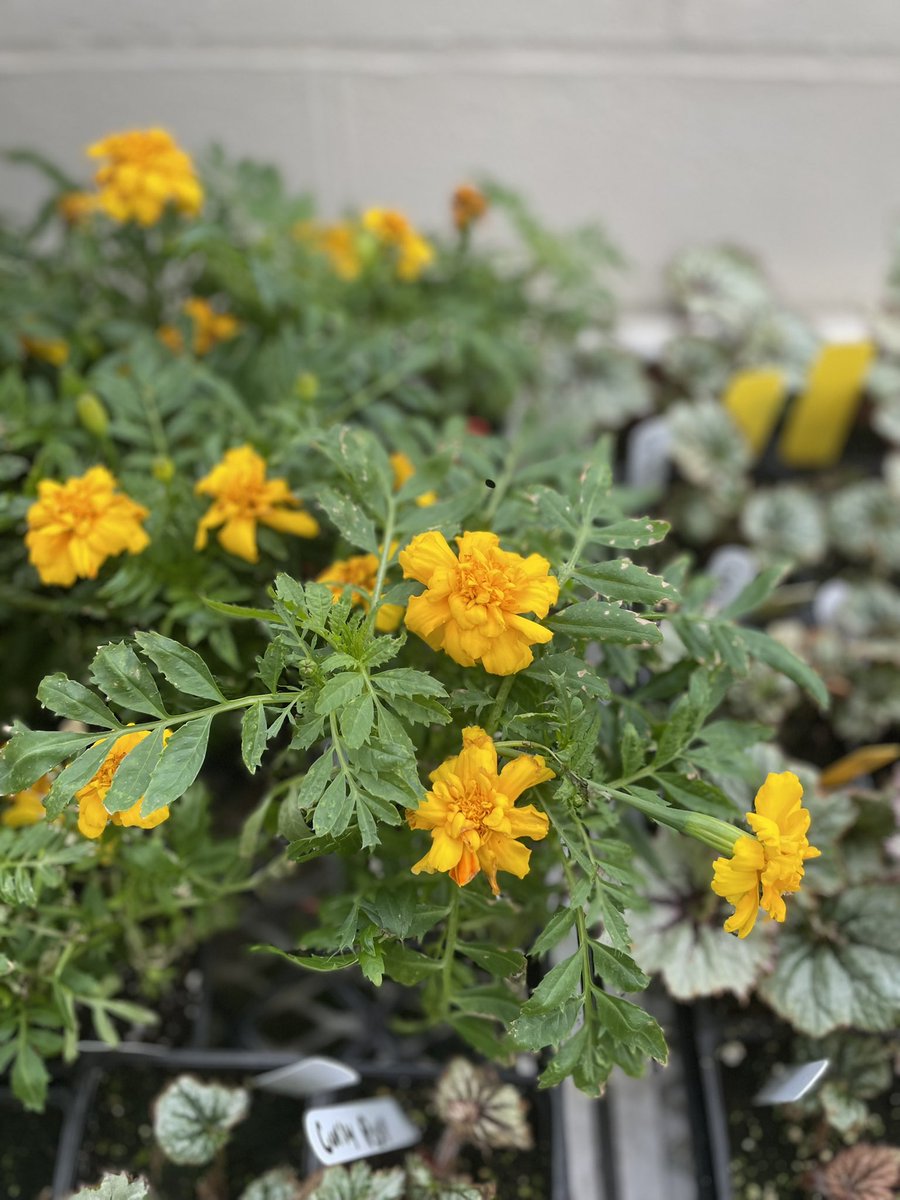 Apex FFA tweet media