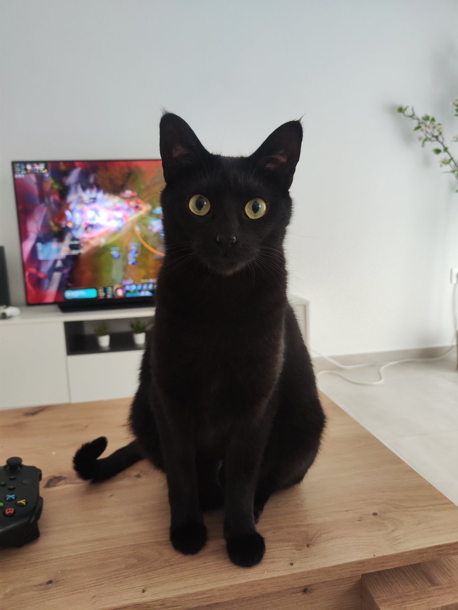 Lmaoncio's tweet photo. ❤️🐈‍⬛ https://t.co/O1r0cZAJtz