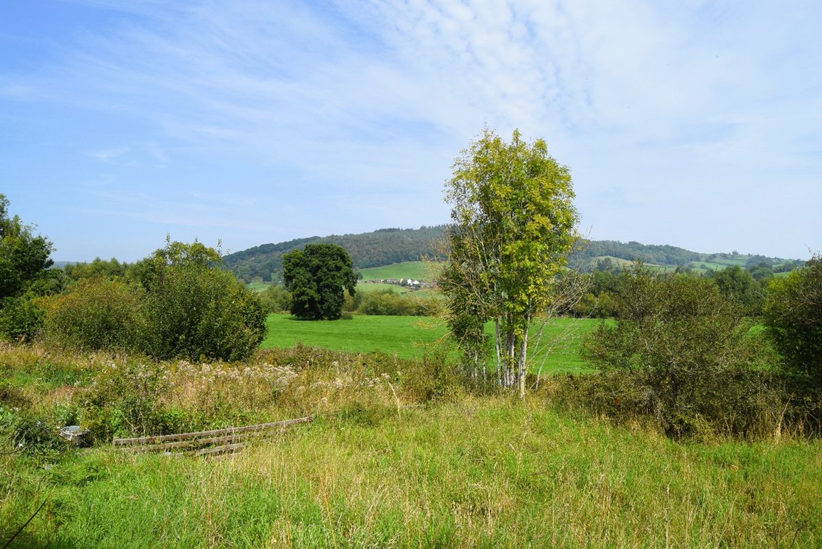 Champing tweet media