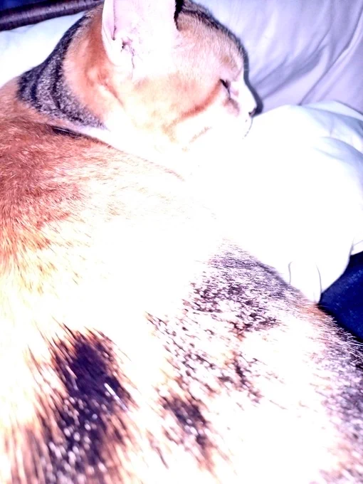うちのねこ、若い頃は柑橘系の嗅いだら逃げてったけどおばあちゃんになった今は立ち向かってくるんだけど 仕留めようとしてくる 蜜柑剥いた(一回洗ってる)オレの手を 
