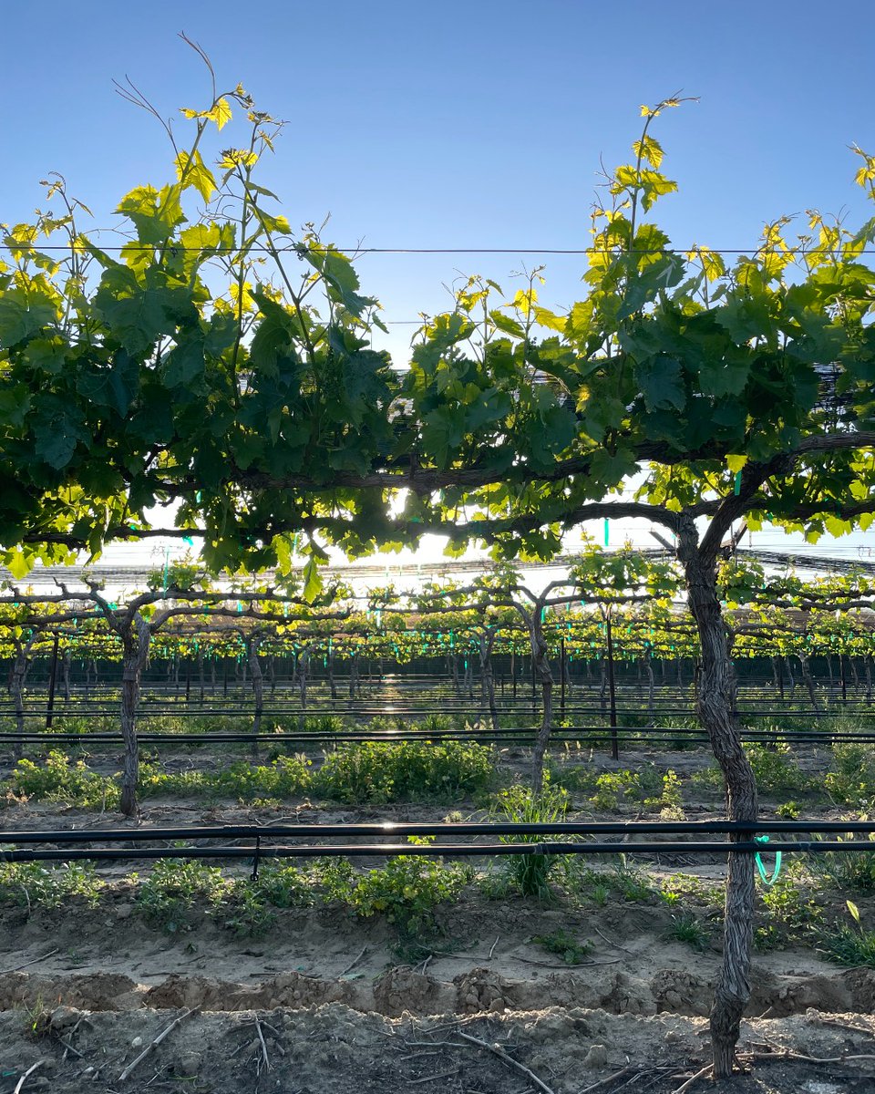 A beautiful spring morning and the warmer weather is bringing on the growth on these Cotton Candy vines.  🌸 🍇 🌼 
#spring #grapevines