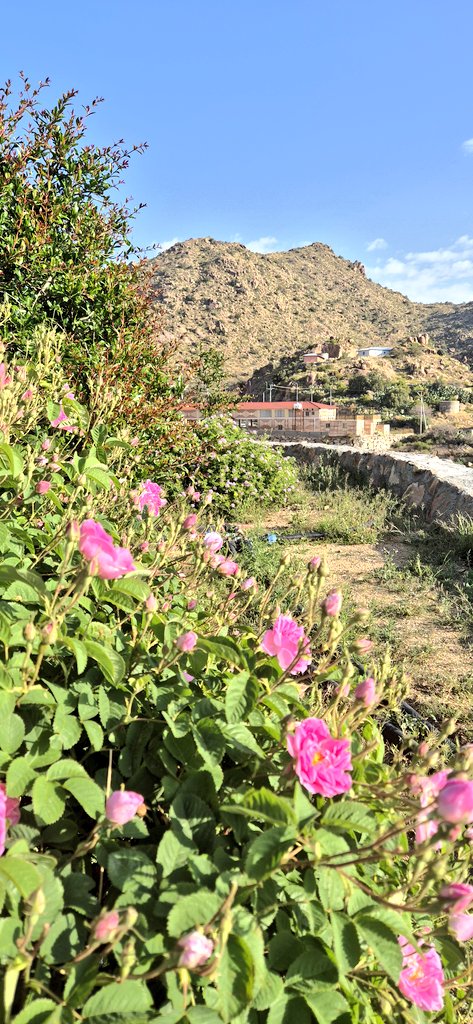 wrd_alshafa's tweet photo. https://t.co/yP80uJNPkG