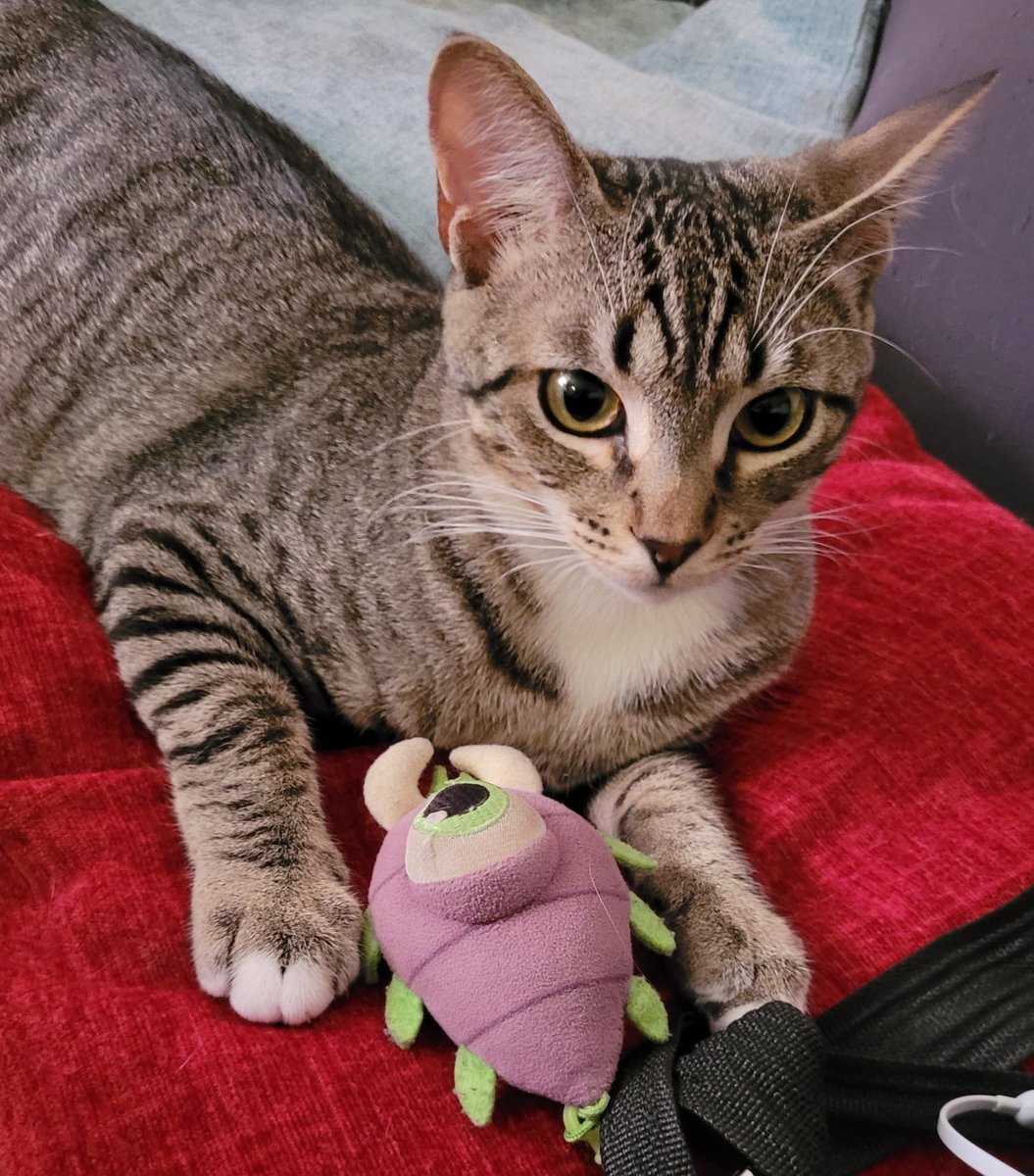 thepurplebryan's tweet image. large bryan friend