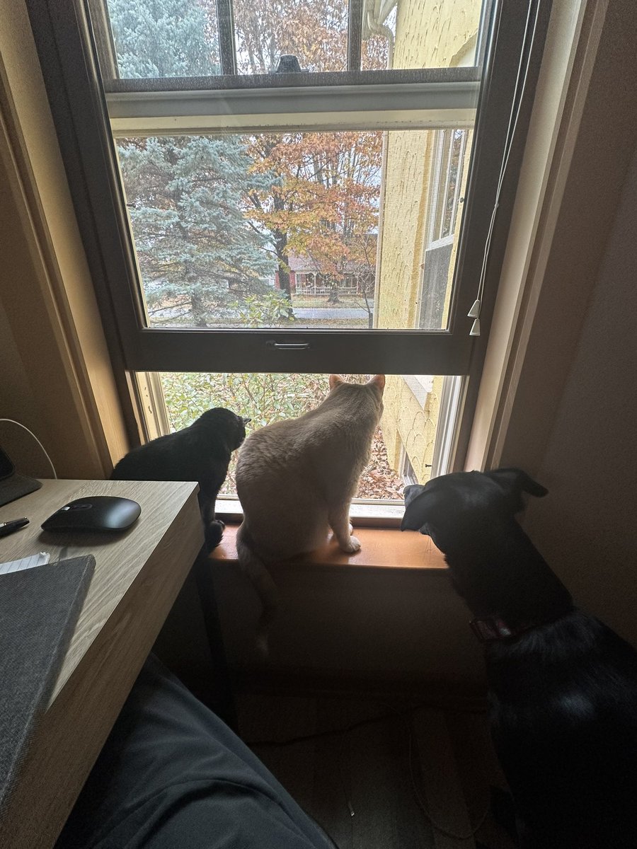 DeanFredrickson's tweet photo. These munchkins bring me a lot of joy happy #NationalPetDay 💙 https://t.co/p3QpusKu5d