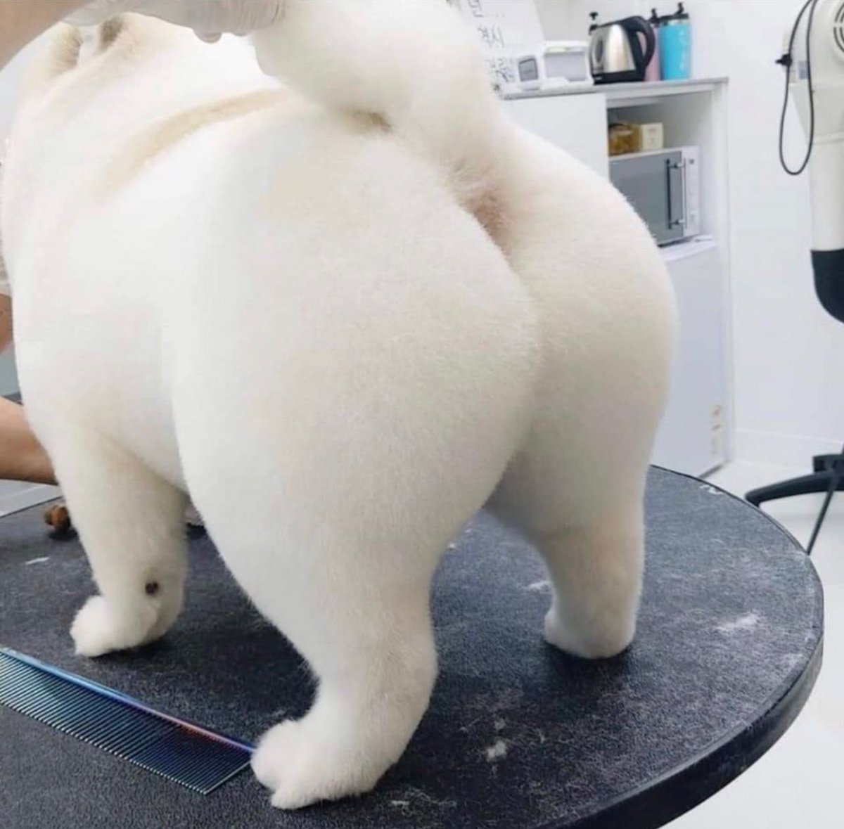 癒しの動物 tweet media