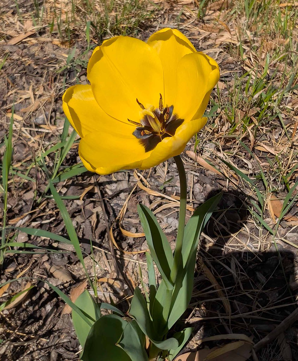 Das #TablettenTaxi wünscht ganz #Rheinhessen ein schönes #Wochenende!