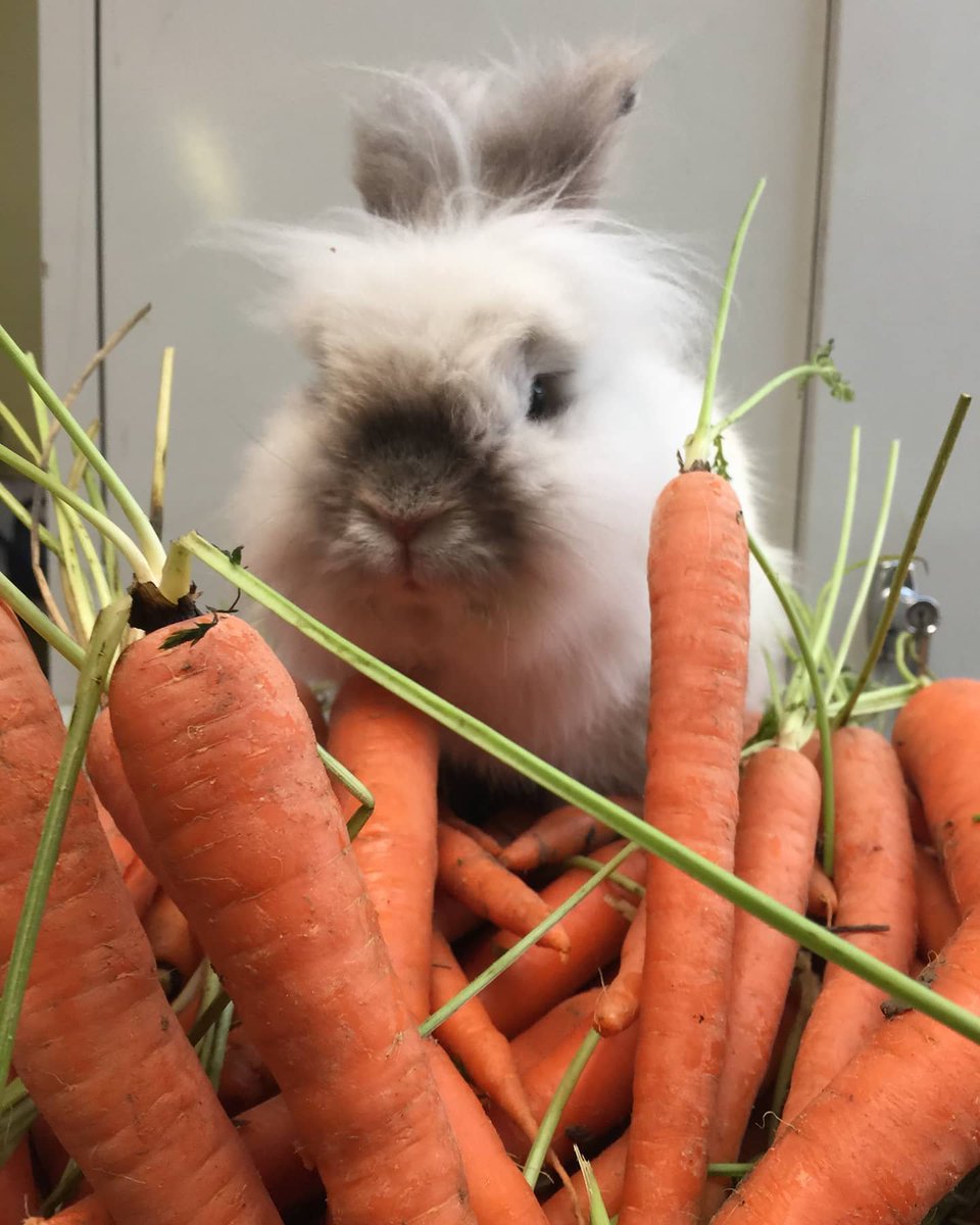 TheFluffleNFT's tweet photo. I AM ABOUT TO WALK INTO THE MOST ABUNDANT BALANCED WEALTHY AND SUCCESSFUL PERIOD OF MY LIFE. I NATURALLY ATTRACT GOOD FORTUNE, AND I AM WEALTHY IN MORE WAYS THAN ONE. I GIVE MYSELF PERMISSION TO PROSPER, AND I HAVE THE POWER TO BUILD THE LIFE THAT I DESIRE. 🥕 https://t.co/C6xeAUZ3kH