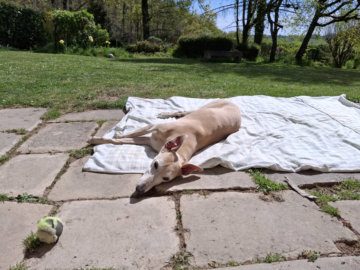Dear old, gentle Arthur enjoying the spring sunshine 🌞.  How I hope you get many more days like this my friend 🧡