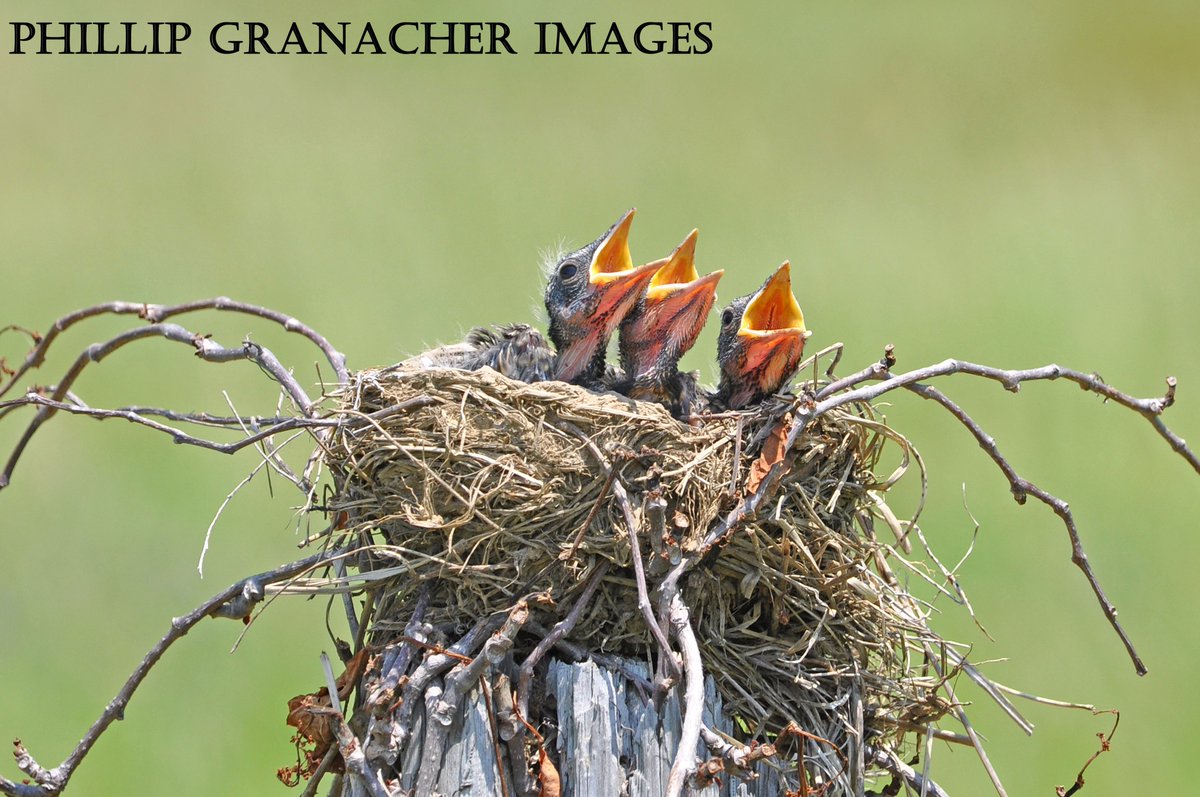 PGranacher's tweet photo. Introducing the 'Baby Robins Collection.' #photooftheday #photographylovers #wildlife https://t.co/fWGac57fWw