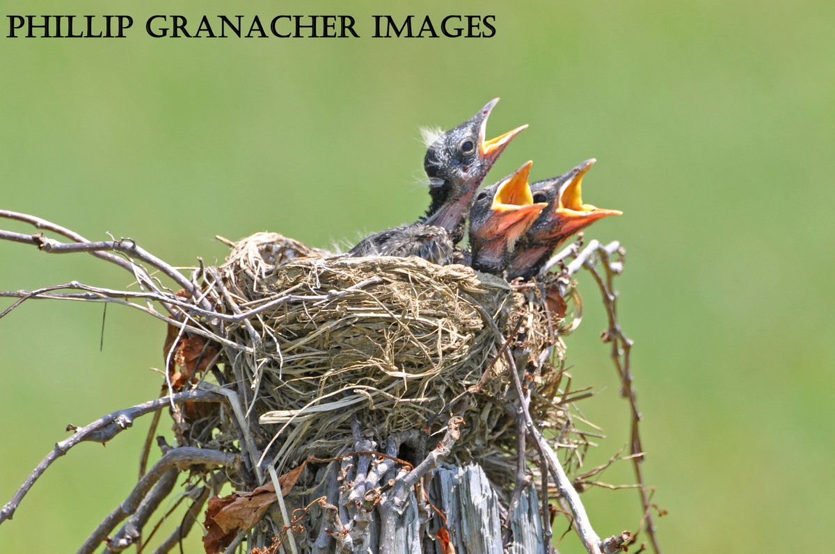 PGranacher's tweet photo. Introducing the 'Baby Robins Collection.' #photooftheday #photographylovers #wildlife https://t.co/fWGac57fWw