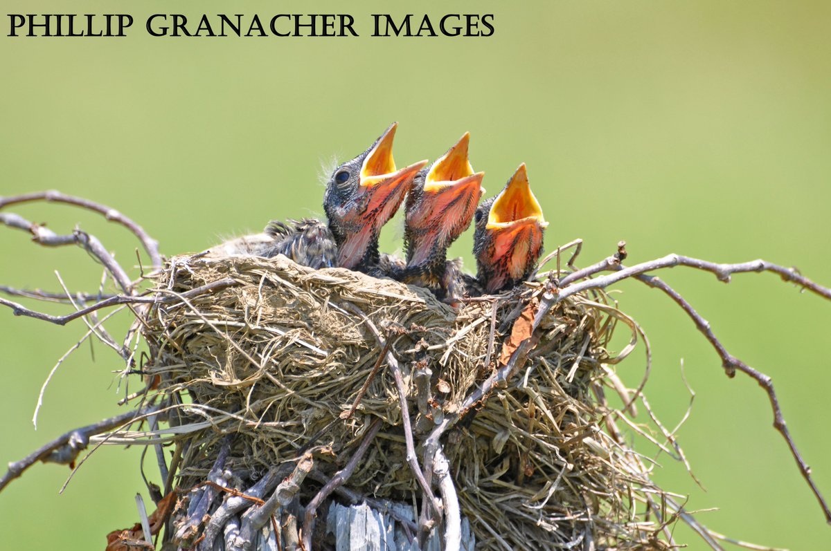 PGranacher's tweet photo. Introducing the 'Baby Robins Collection.' #photooftheday #photographylovers #wildlife https://t.co/fWGac57fWw