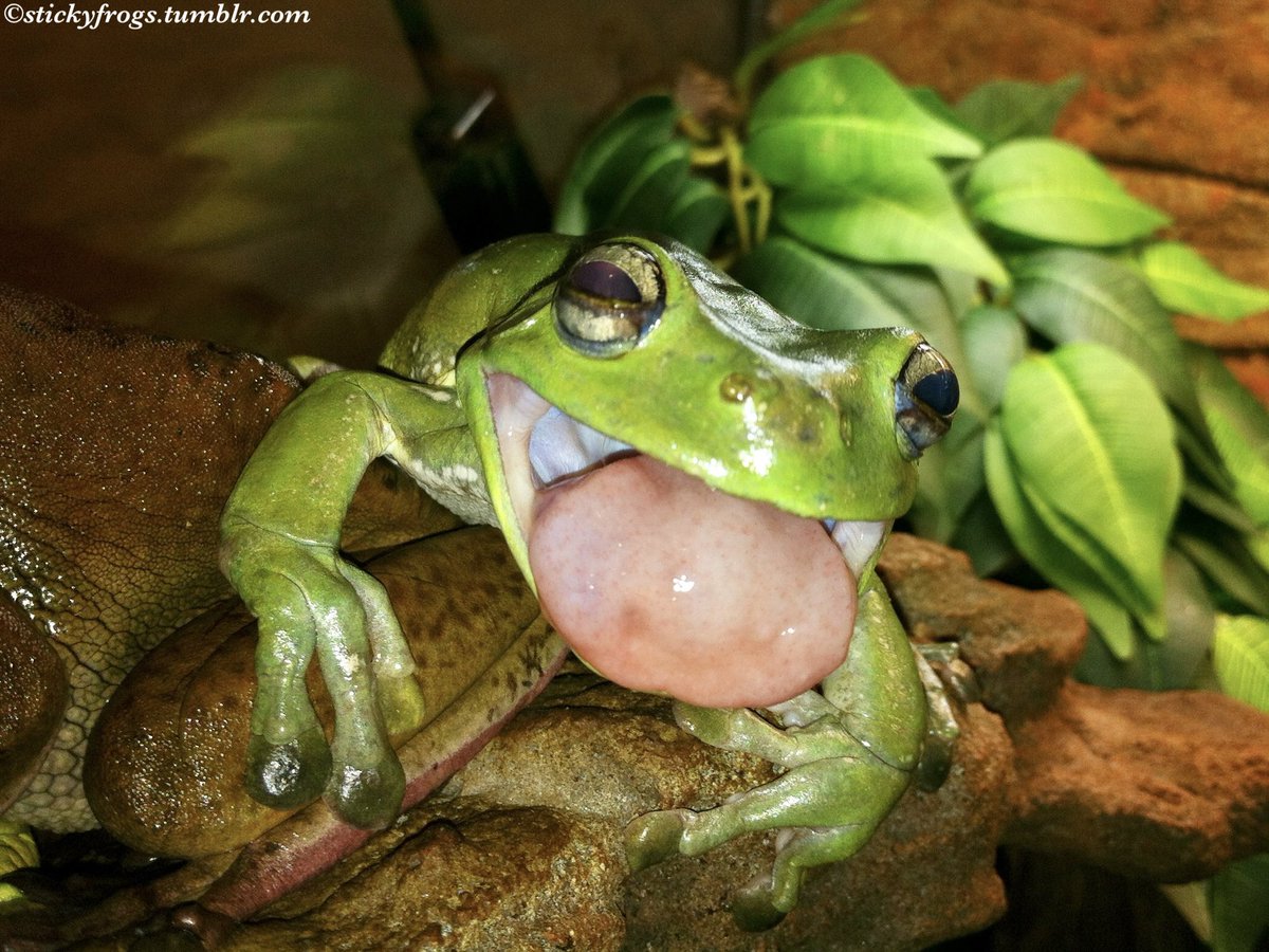 stickyfrogs's tweet image. Beautiful Gorgeous Vivacious Voigt has passed away peacefully today, 1 week before her 13th birthday. Voigt had recently been diagnosed with advanced liver cancer but was still able to enjoy her favourite Fingers, Smiling, & Naughtiness with her Stickyfrogs family. RIP Voigt 🐸