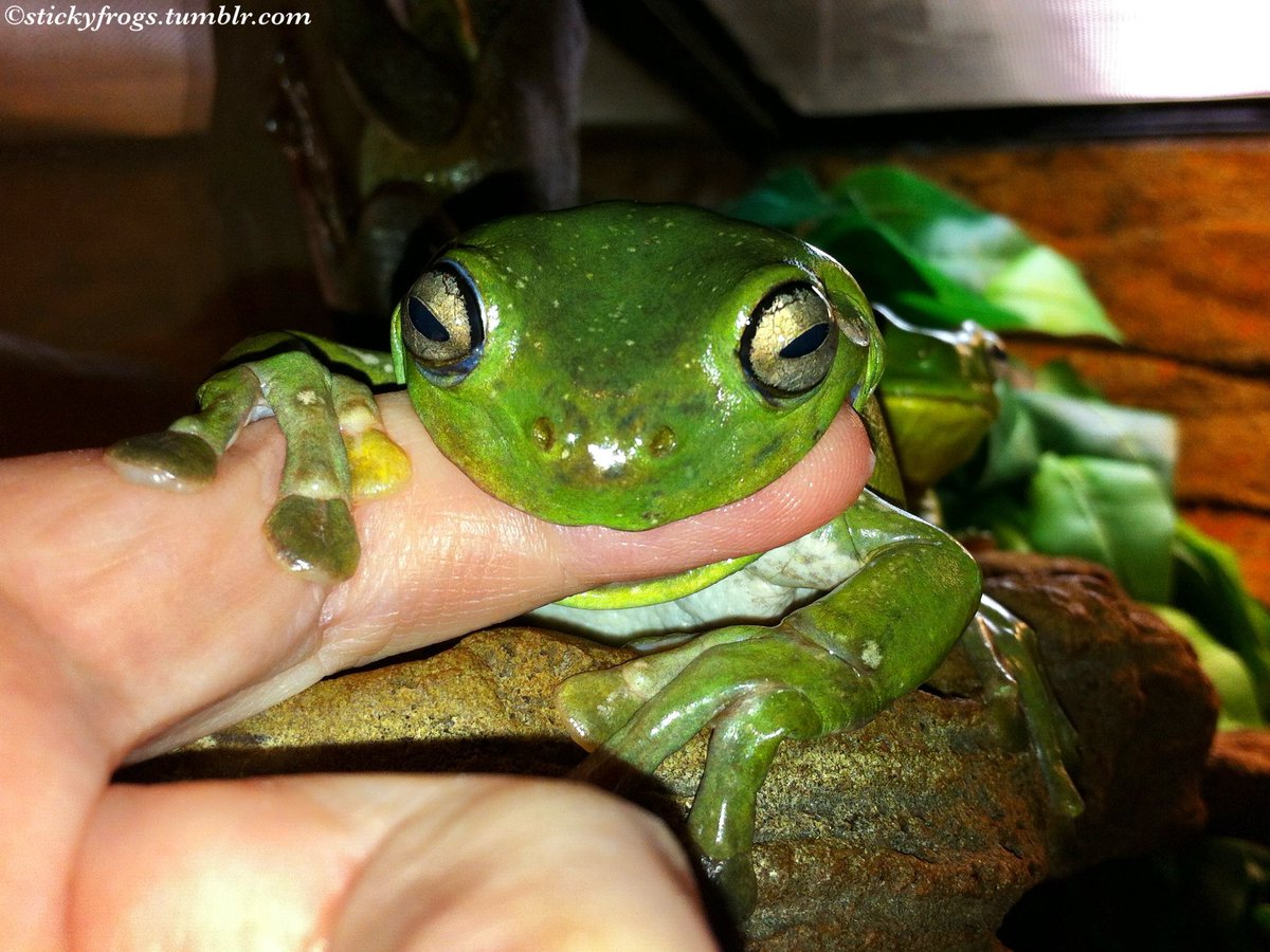 stickyfrogs's tweet image. Beautiful Gorgeous Vivacious Voigt has passed away peacefully today, 1 week before her 13th birthday. Voigt had recently been diagnosed with advanced liver cancer but was still able to enjoy her favourite Fingers, Smiling, & Naughtiness with her Stickyfrogs family. RIP Voigt 🐸